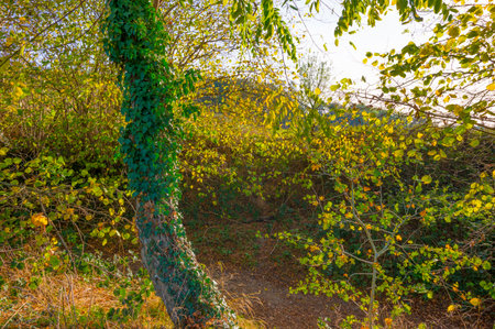 Fields and trees in a green hilly grassy landscape under a blue sky in sunlight in autumn, Voeren, Limburg, Belgium, November, 2022の写真素材