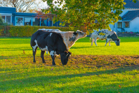 Cows in a green hilly meadow under a blue sky in sunlight in autumn, Voeren, Limburg, Belgium, November, 2022の写真素材