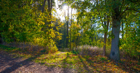 Colorful foliage and leaves of trees in a forest in bright sunlight in autumn, Voeren, Limburg, Belgium, November, 2022の写真素材