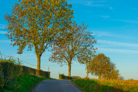 Fields and trees in a green hilly grassy landscape under a blue sky in sunlight in autumn, Voeren, Limburg, Belgium, November, 2022の写真素材