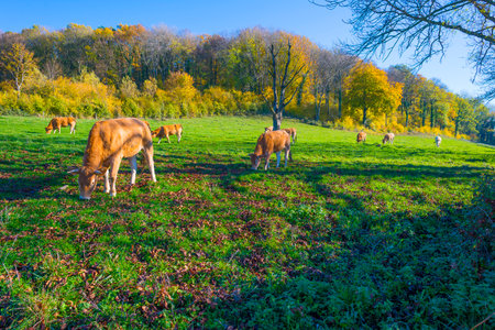 Cows in a green hilly meadow under a blue sky in sunlight in autumn, Voeren, Limburg, Belgium, November, 2022の写真素材