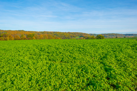 Fields and trees in a green hilly grassy landscape under a blue sky in sunlight in autumn, Voeren, Limburg, Belgium, November, 2022の写真素材
