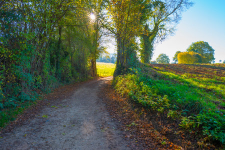 Fields and trees in a green hilly grassy landscape under a blue sky in sunlight in autumn, Voeren, Limburg, Belgium, November, 2022の写真素材