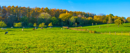 Fields and trees in a green hilly grassy landscape under a blue sky in sunlight in autumn, Voeren, Limburg, Belgium, November, 2022の写真素材