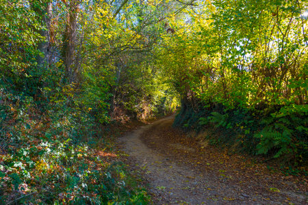 Colorful foliage and leaves of trees in a forest in bright sunlight in autumn, Voeren, Limburg, Belgium, November, 2022の写真素材