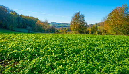 Fields and trees in a green hilly grassy landscape under a blue sky in sunlight in autumn, Voeren, Limburg, Belgium, November, 2022の写真素材