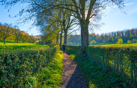 Fields and trees in a green hilly grassy landscape under a blue sky in sunlight in autumn, Voeren, Limburg, Belgium, November, 2022の写真素材
