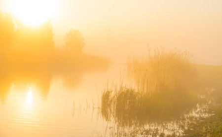 Misty morning on the lake with reeds and trees in the foregroundの写真素材