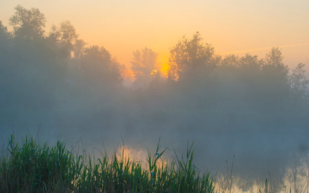 Shore of a lake in a fog at sunrise in springtimeの写真素材