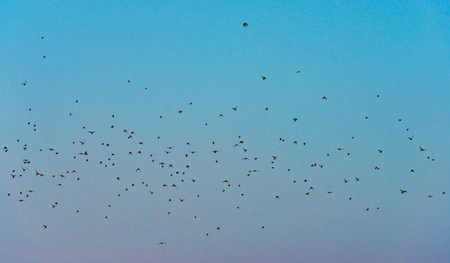 Flock of birds flying in the sky at sunset. A flock of birds flying in the sky.の写真素材