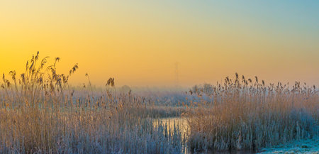 Shore of a lake at sunrise in winter with already in hoarfrostの写真素材