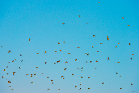 Flock of birds flying in the blue sky, a flock of birdsの写真素材