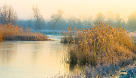 Shore of a lake at sunrise in winter with reeds and treesの写真素材