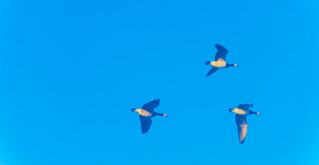 Three seagulls flying in the blue sky at daytime.の写真素材