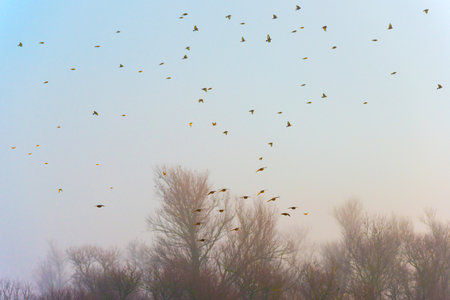 Flock of birds flying in a foggy winter morning in the countrysideの写真素材