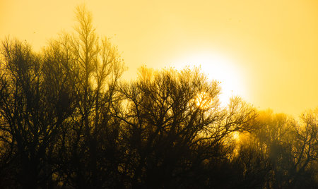 Sunset in the forest with silhouettes of trees and bushes.の写真素材