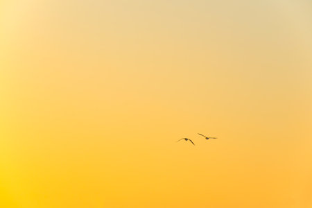 Two seagulls flying in the sky at sunset background.の写真素材