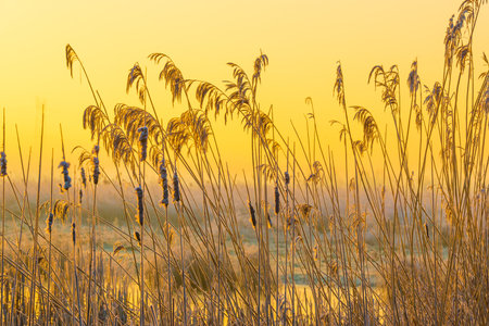 Drove along the shore of a foggy lake at sunrise in winterの写真素材