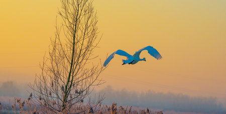 Swans flying over a foggy lake at sunrise in winter.の写真素材