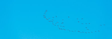 Flock of geese flying in the blue sky, panoramaの写真素材