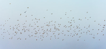 flock of birds flying in the blue sky, closeup of photoの写真素材