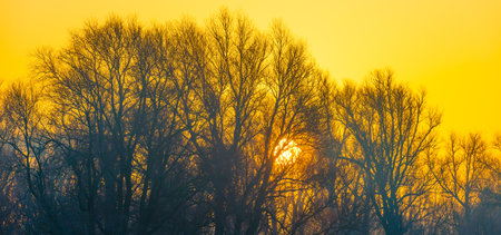 Trees in a foggy field at sunrise, panoramic viewの写真素材