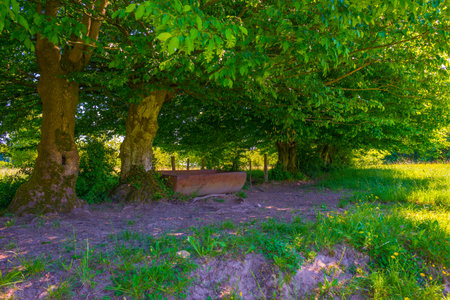 Beech trees in a park in sunlight in spring, Almere, Flevoland, The Netherlandsの写真素材