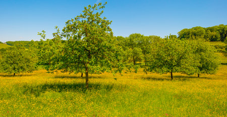 Trees in a meadow in spring with flowers and blue skyの写真素材