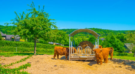 Cows in a field in summer under a gazeboの写真素材