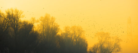 Flock of birds flying in a foggy morning at sunrise in winterの写真素材