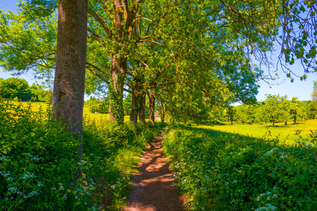 Path in a green meadow in sunlight in springの写真素材