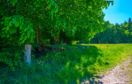 Path through a sunny meadow in summer with trees in the backgroundの写真素材