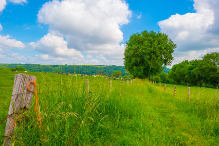 Cows on a green meadow in summer at sunny day.の写真素材