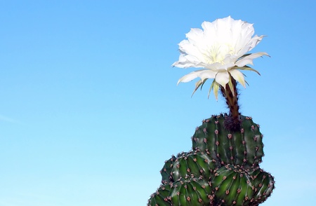 Blossoming cactus on clear blue skyの写真素材