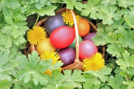 Basket full of easter eggs between wild geranium