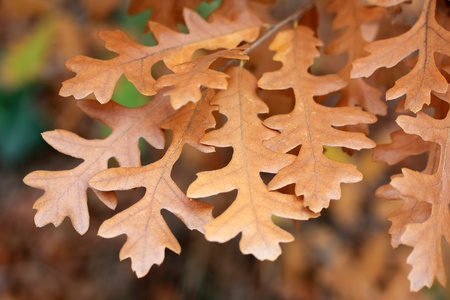 autumn oak liavesの写真素材