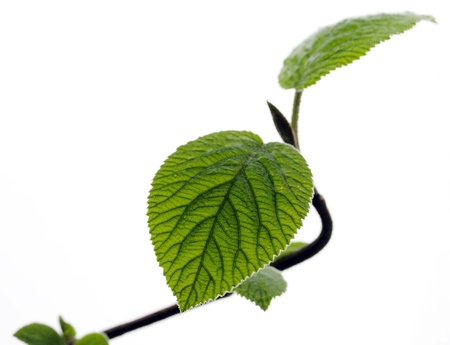 young leaves isolated on whiteの写真素材