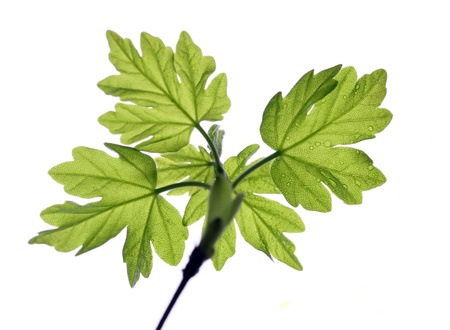 young leaves isolated on white background