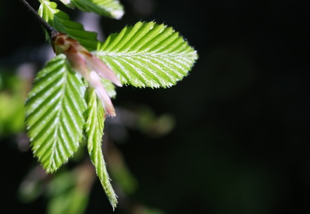 Fresh green spring beech tree leaves