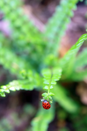 ladybug on the top of fern leafの写真素材