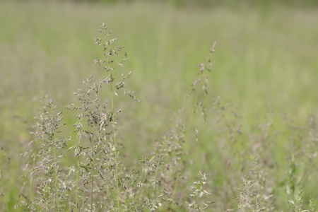 natural background of grass,  focus on foregroundの写真素材