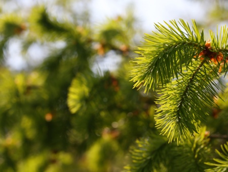 new fir branch in spring forest, blured backgroundの写真素材
