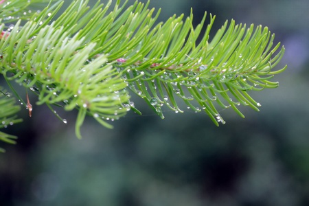 a young fir tree branch with lot of raindropsの写真素材