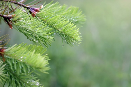 a young fir tree branch with lot of raindrops