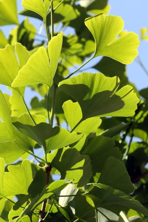 Back lit green leaves of Ginkgo bilobaの写真素材