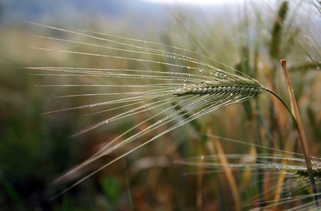 macro of ear covered with waterdropsの写真素材