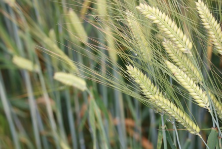 background of Rye covered with dropsの写真素材
