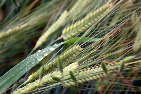 background of Rye covered with dropsの写真素材