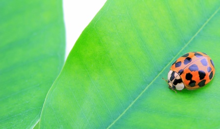 close-up of ladybug on green leafの写真素材
