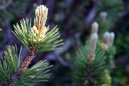pistillate cone of pine treeの写真素材
